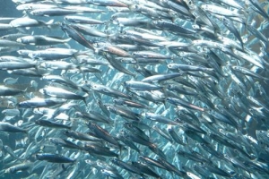 1688 тонн хамсы уже выловлено в этом году в Абхазии.