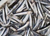 ОБЩИЙ ДОПУСТИМЫЙ УЛОВ РЫБЫ В  ОСЕННЕ-ЗИМНЮЮ ПУТИНУ 2023- 2024 ГГ. СОСТАВЛЯЕТ 27 ТЫС. ТОНН