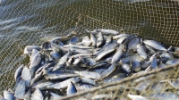 Правительство утвердило допустимый улов водных биологических ресурсов в осенне-зимнюю путину 2020-2021 гг.